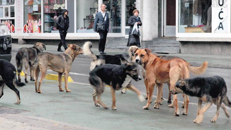 Izvoz napuštenih pasa u države EU isključivo iz skloništa za pse