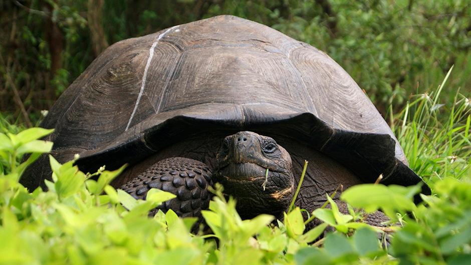 Kornjača pobjegla iz zoološkog vrta