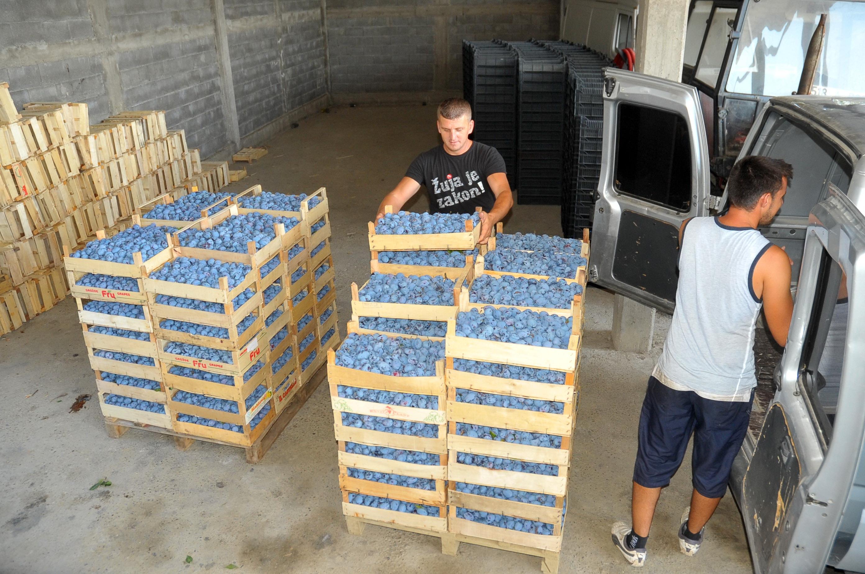 Poljoprivredna zadruga "Agro Koraj": Voćari zadovoljni otkupnom cijenom šljive od 80 feninga