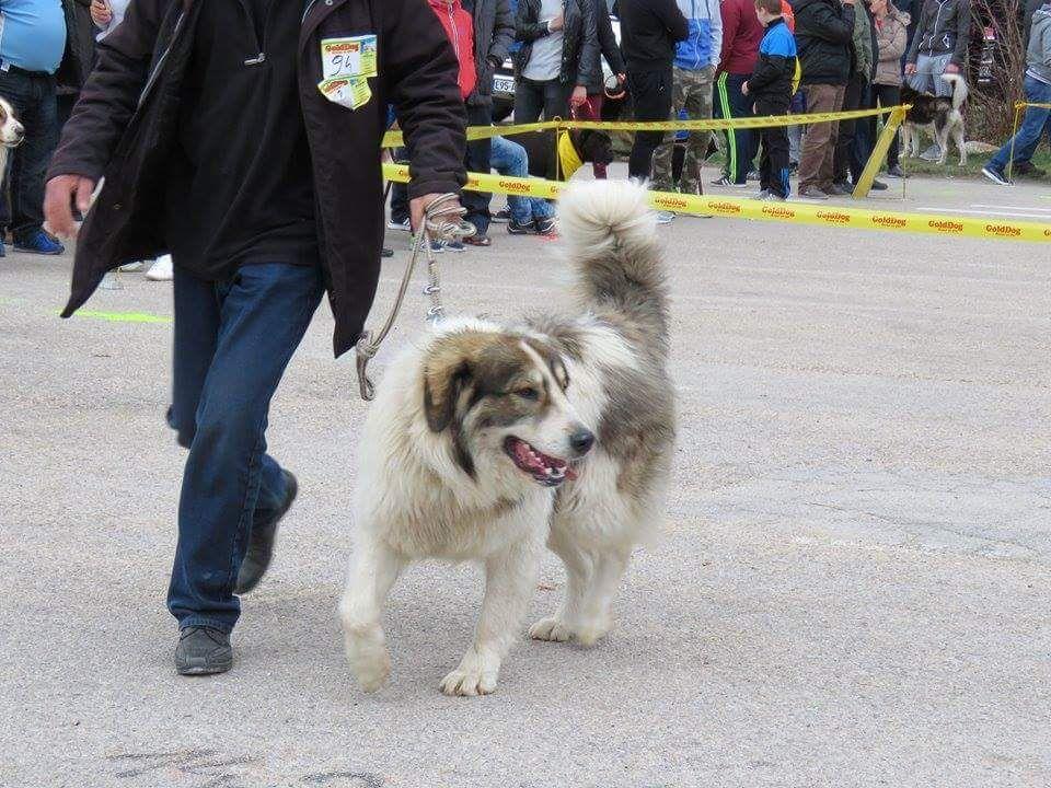 Duvanjski tornjak na Svjetskom prvenstvu u Njemačkoj