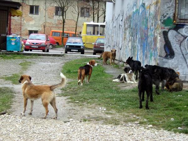 Brigu o azilu trebalo bi preuzeti Lovačko društvo