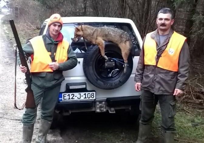 Na području sela Cikote prijedorski lovci odstrijelili šakala