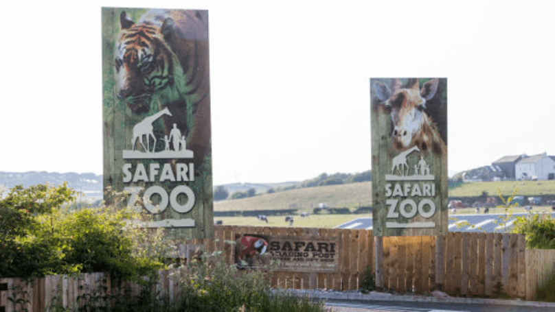 Istraga na pomolu: Uginuo lav nakon trovanja u "najgorem britanskom ZOO vrtu"