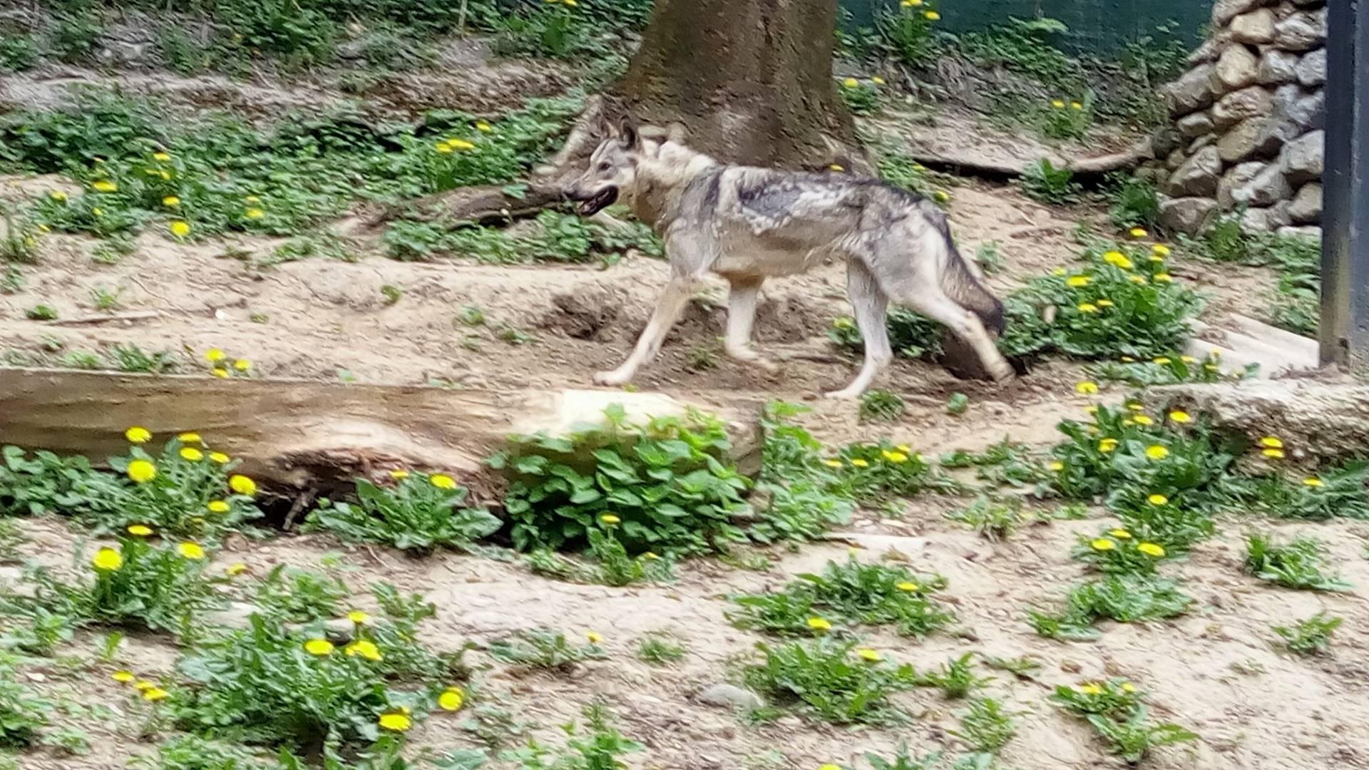 Sarajlija poklonio vučicu „Pionirskoj dolini“