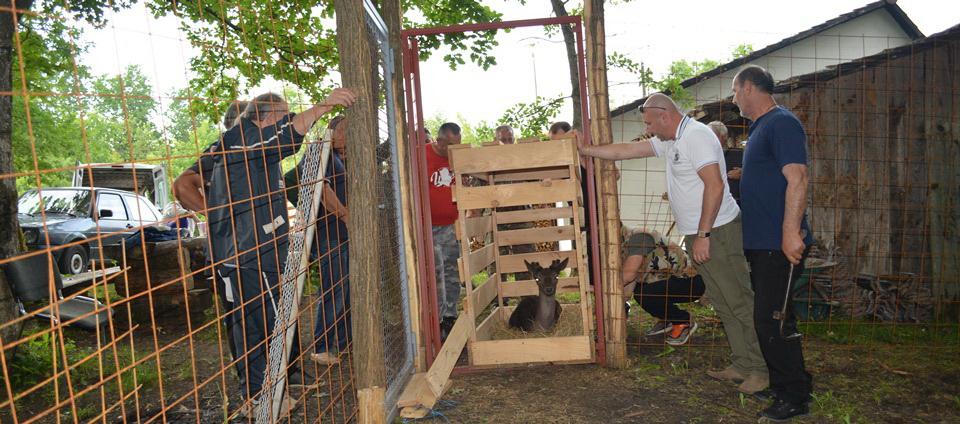 Jeleni i košute iz Sarajeva stigli u „prihvatni centar“ u Bosansku Bojnu