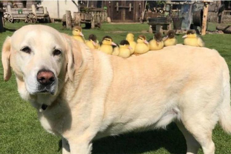 Labrador postao "tata" malim pačićima