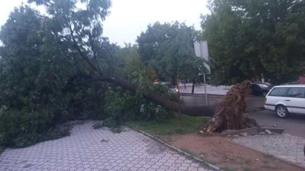 Nevrijeme u Kaknju oborilo stabla, na vozilima pričinjena materijalna šteta