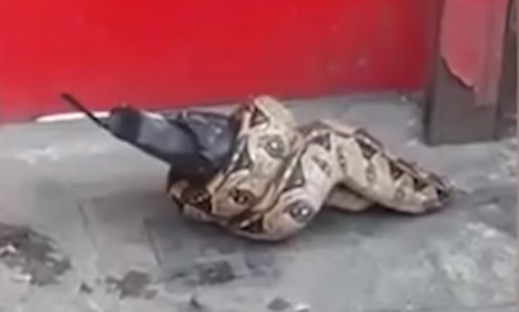 Zastrašujući snimak koji je preplavio internet: Piton guta goluba usred Londona