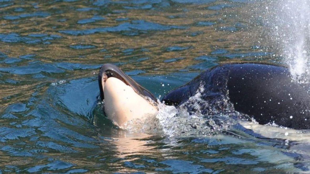 Svi smo plakali s njom: Orka koja tuguje konačno je pustila svoje mrtvo mladunče