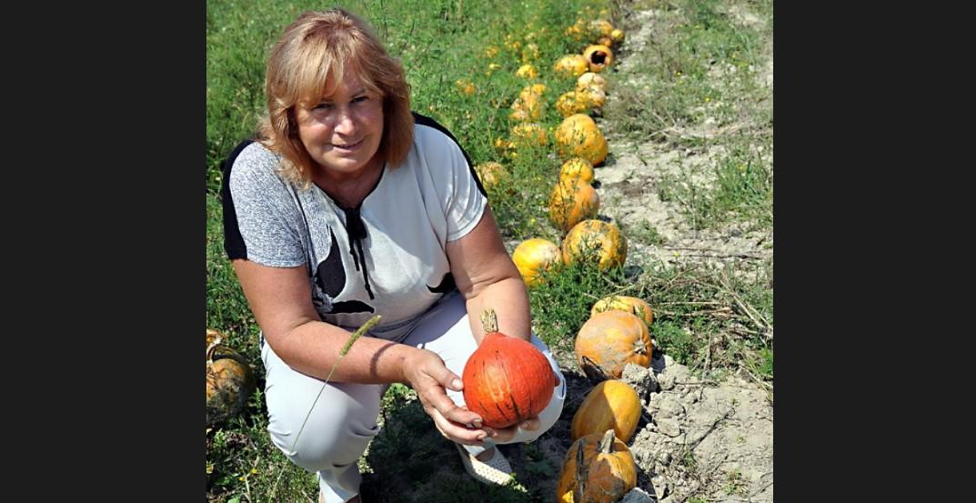 Porodica Sjerić, uspješni proizvođači bundeve, na festivalu će predstaviti stara zaboravljena jela