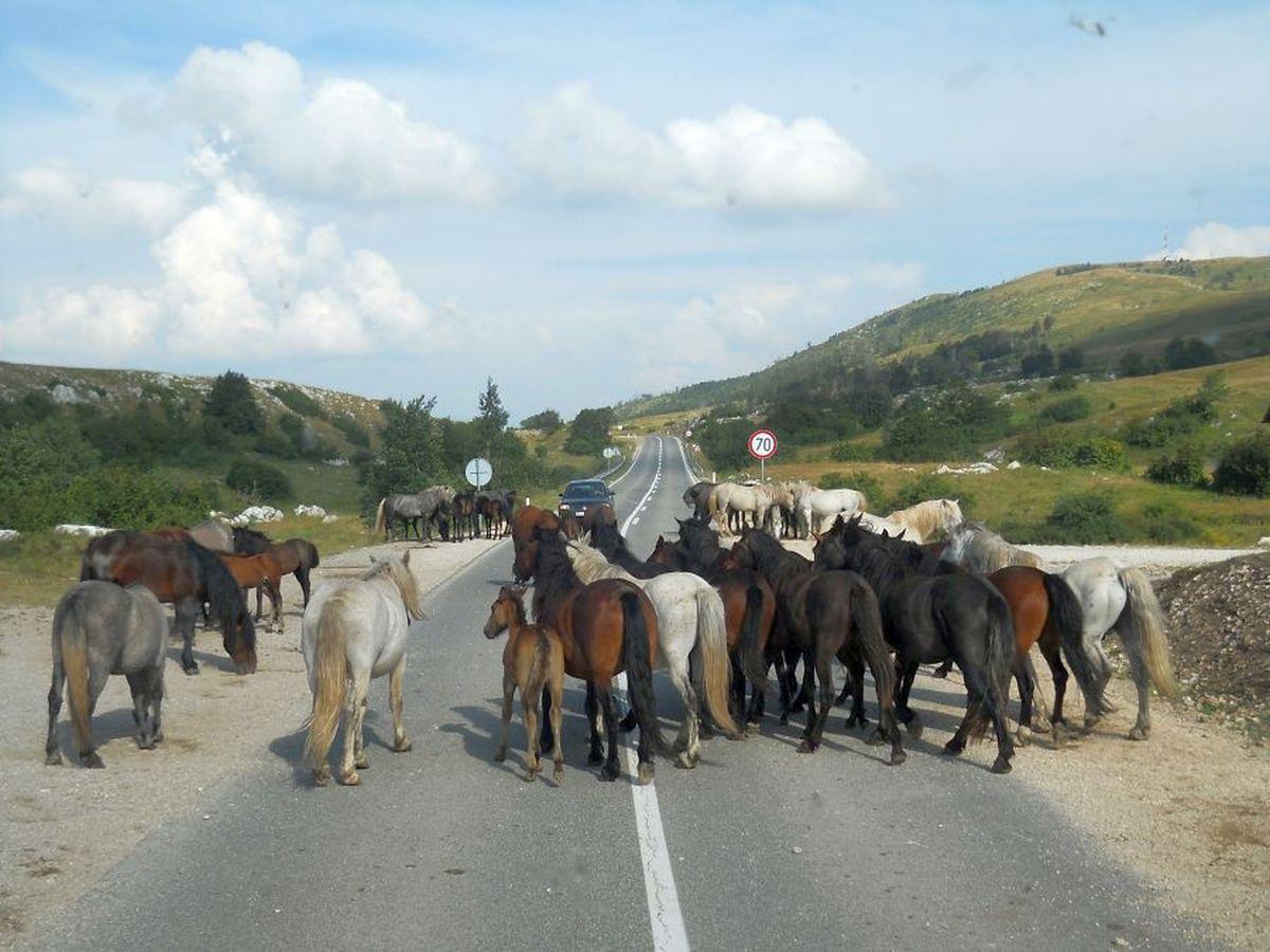 Posljednjih godina krdo sve brojnije uprkos nemaru i nebrizi - Avaz