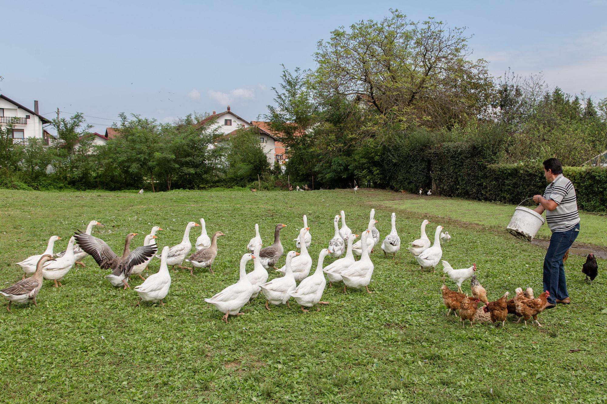 Jurij sa svojim guskama (Foto: D. Stojnić) - Avaz