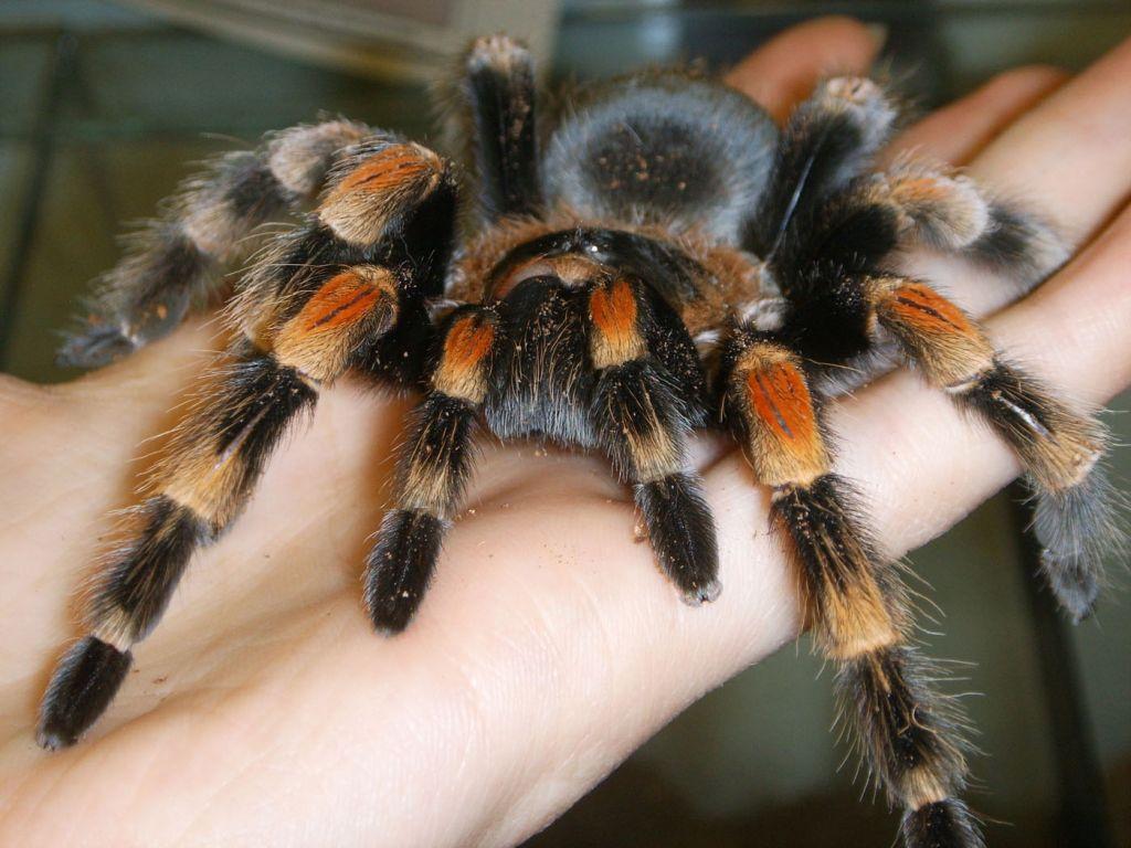 Austriji prijeti invazija tarantula: Uzrokom širenja smatraju se klimatske promjene