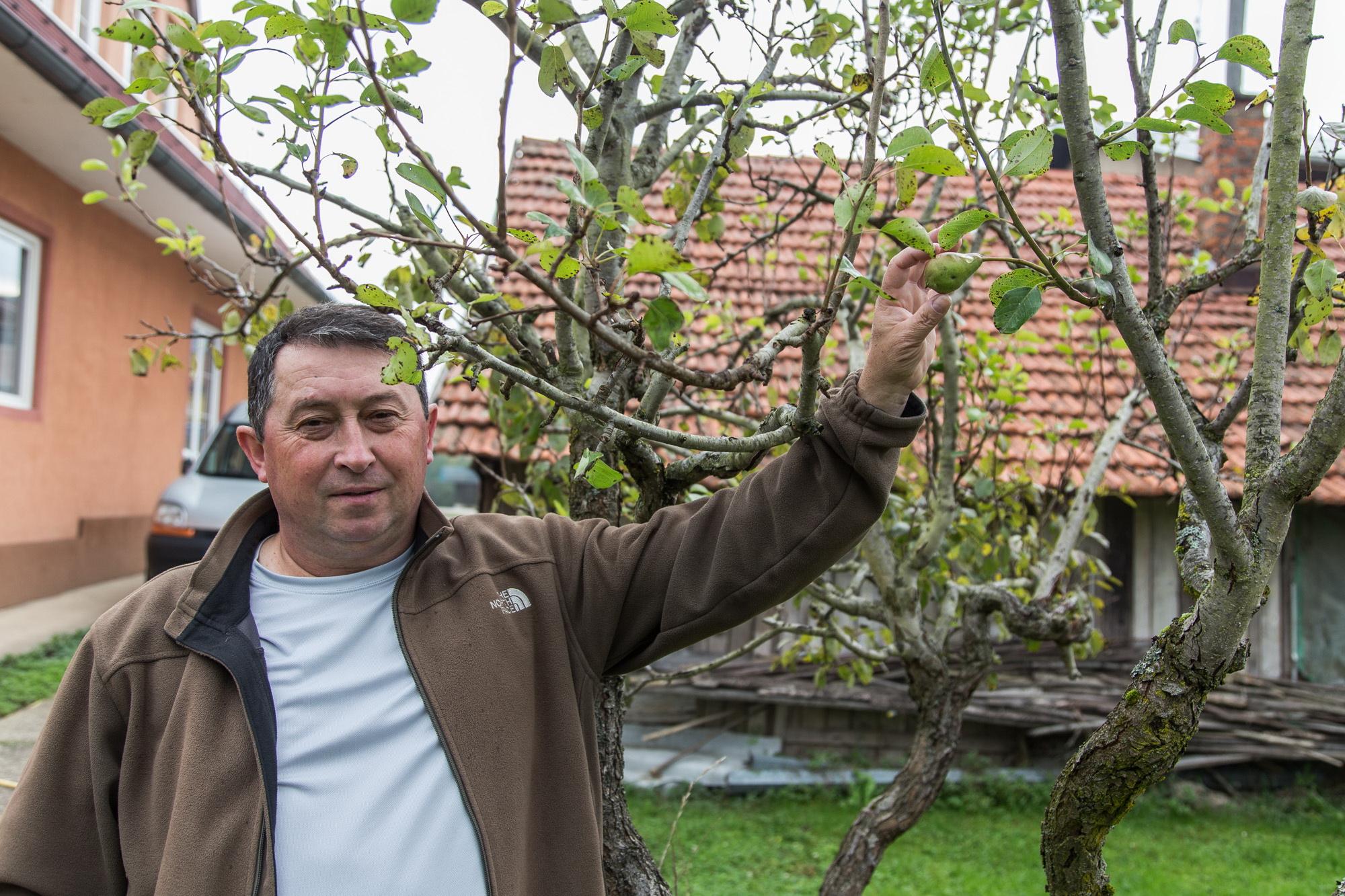 „Zbunjena“ kruška rodila po drugi put