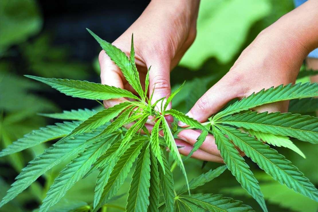 Novi Zeland 2020. održava referendum o legalizaciji kanabisa