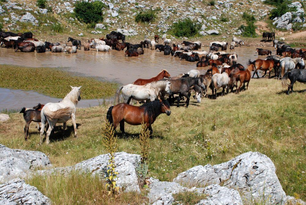 Većina za smještanje ergele u rezervat