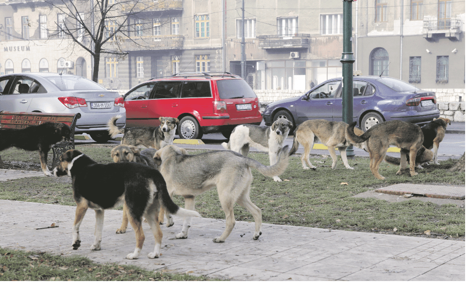 Na Ilidži žele ograničiti broj kućnih ljubimaca