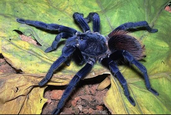 Zaplijenjeno 757 živih tarantula