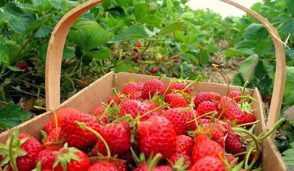 Na bh. tržištu jagode iz Grčke, Španije i Maroka - Avaz