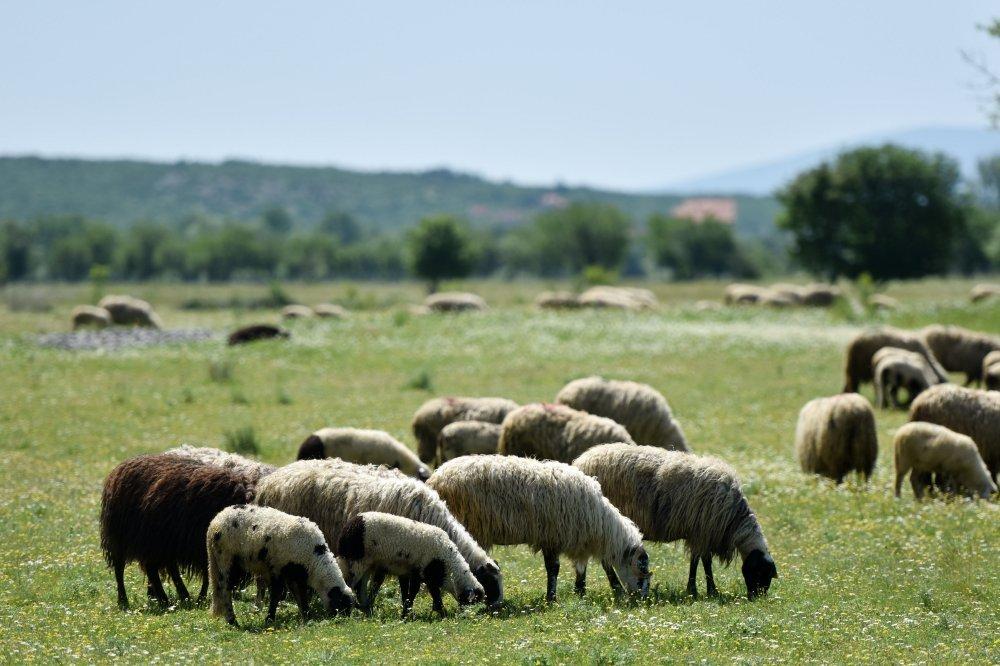 Novi slučajevi bruceloze u Živinicama i Zenici - Avaz