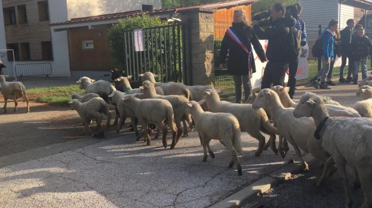 U francusku školu, osim učenika, upisuju i ovce kao đake