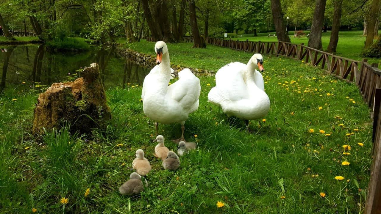 Na Vrelu Bosne i Rimskom mostu 13 mladih labudova