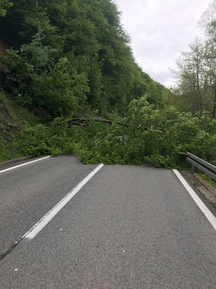 Jak vjetar rušio je stabla - Avaz