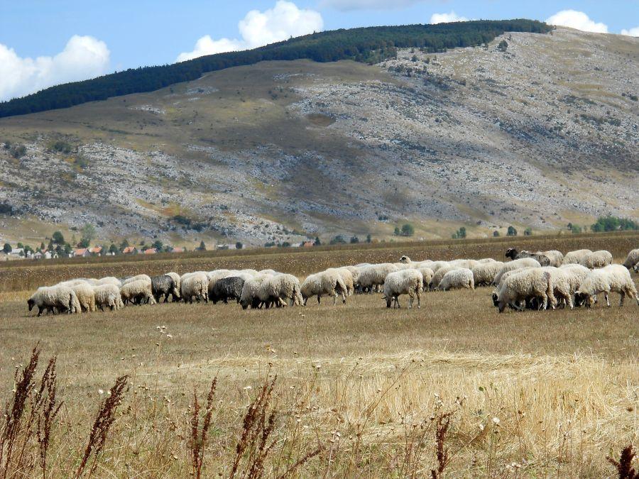 Pašnjaci u Livnu: Službene brojke razlikuju se od stanja na terenu - Avaz