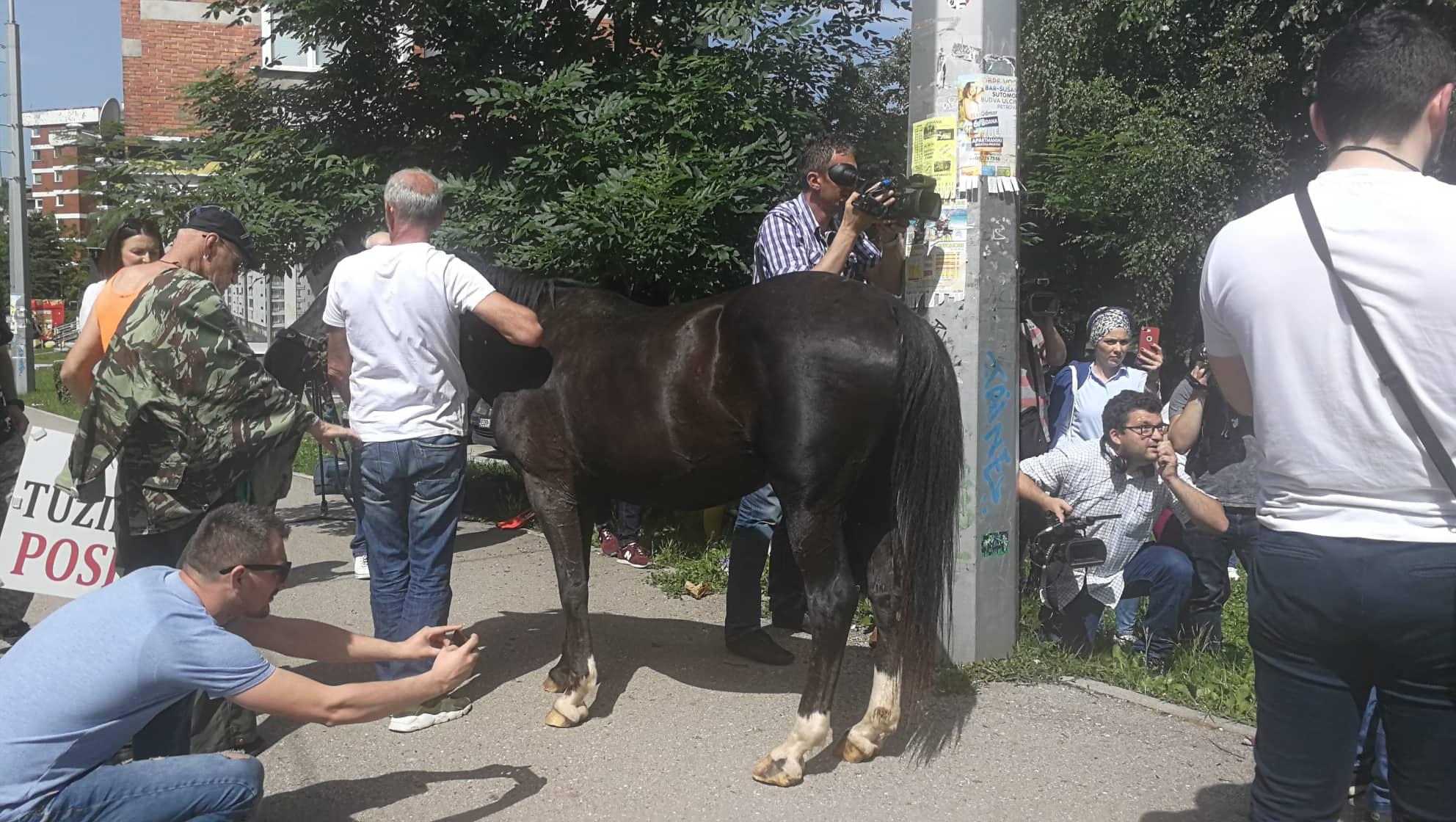 Ispred zgrade OHR-a potkovan konj