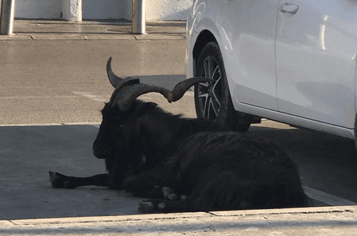 U Baru jarac stoji nasred ulice danima, lomi kola, ne boji se nikoga