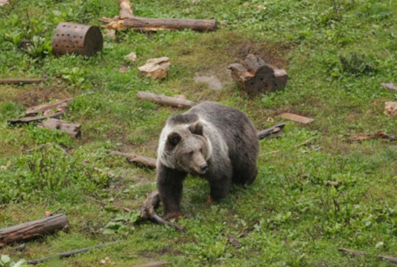 Životinja teško povrijedila poljoprivrednika - Avaz