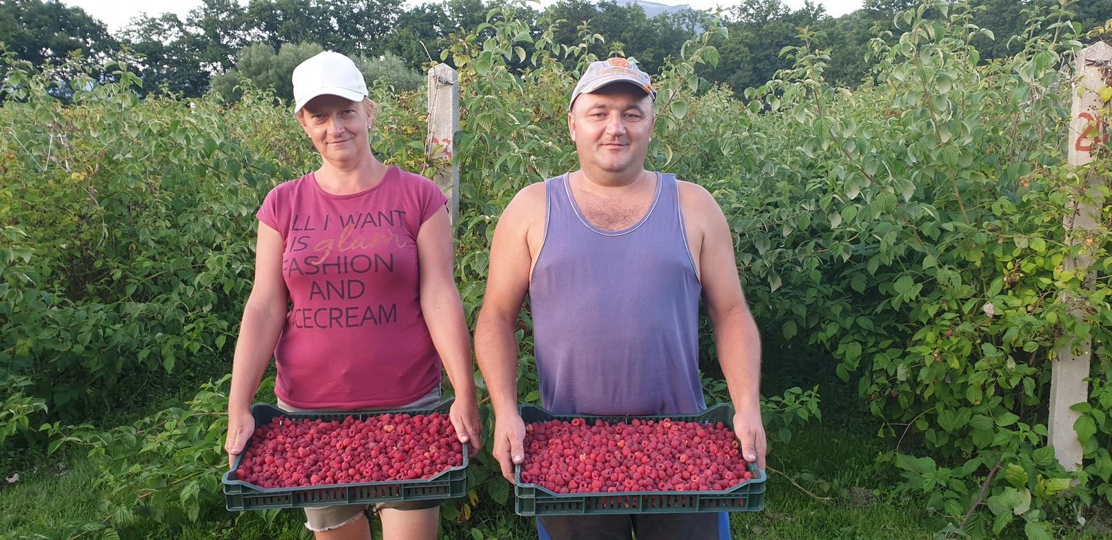 U devet godina ubrali i isporučili 40 tona maline