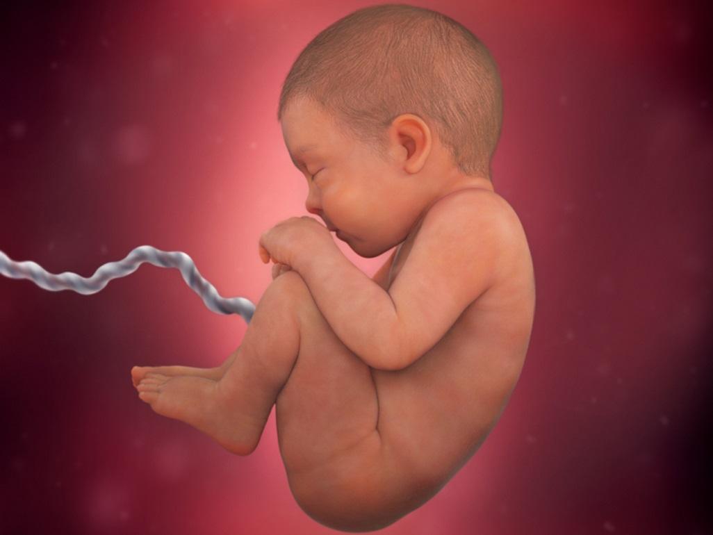 Ostaci više od 2.000 fetusa pronađeni u domu pokojnog američkog ljekara
