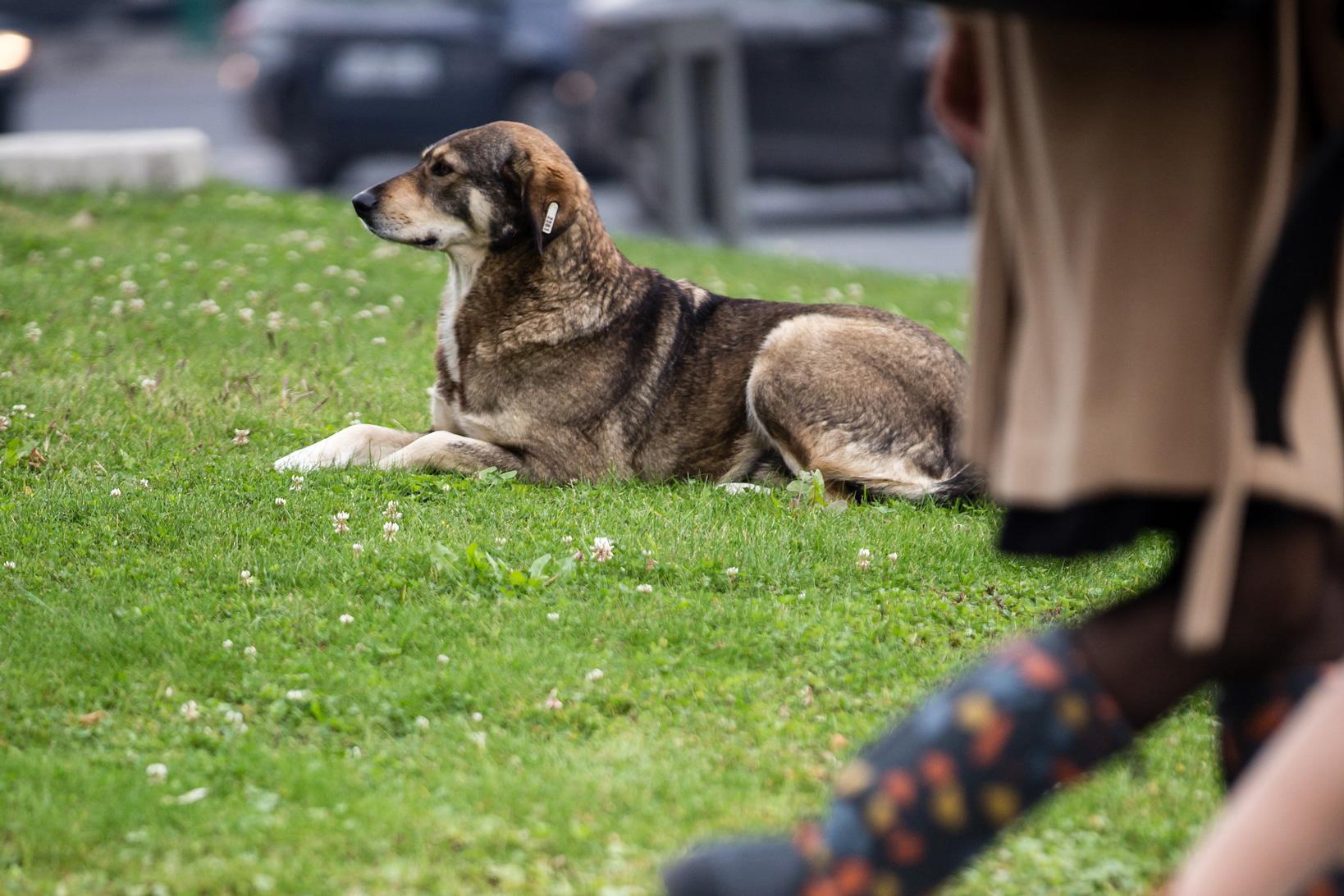 U Sarajevu je sve manje pasa lutalica - Avaz