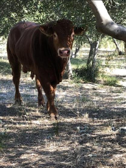 Vjerovali ili ne: Bika Džerija traže i dronom