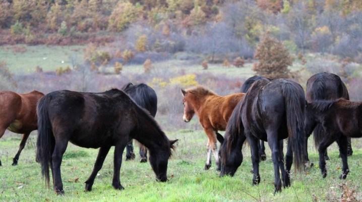 Bosanski brdski konj nije više ekstremno ugrožena pasmina