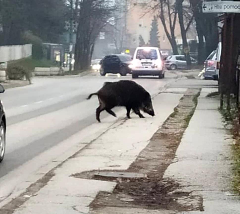 Divlja svinja prošetala centrom Visokog