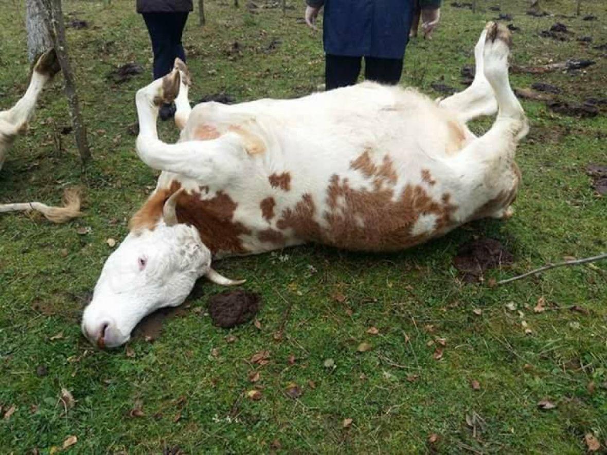 Mještani digli bunu zbog odlaganja životinjskih leševa zaraženih brucelozom