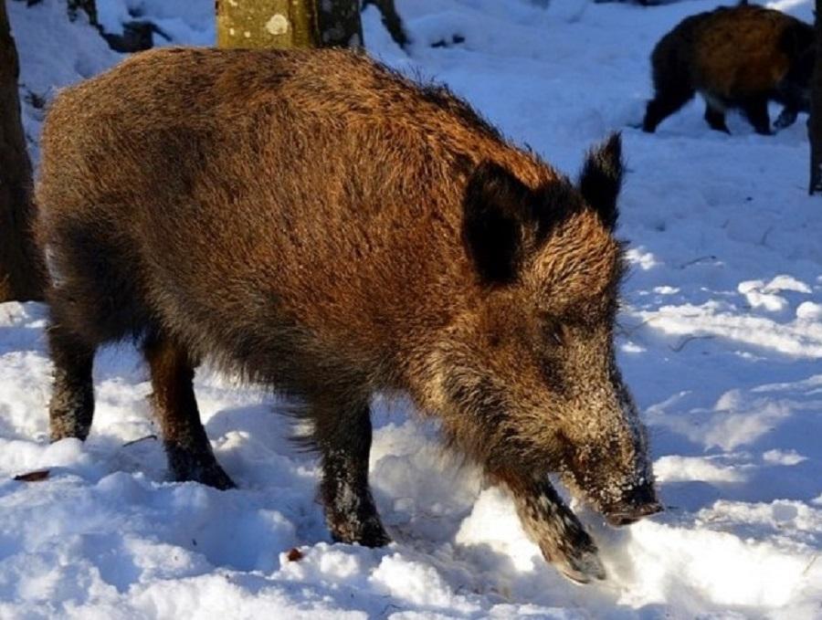 Divljač na meti krivolovaca - Avaz