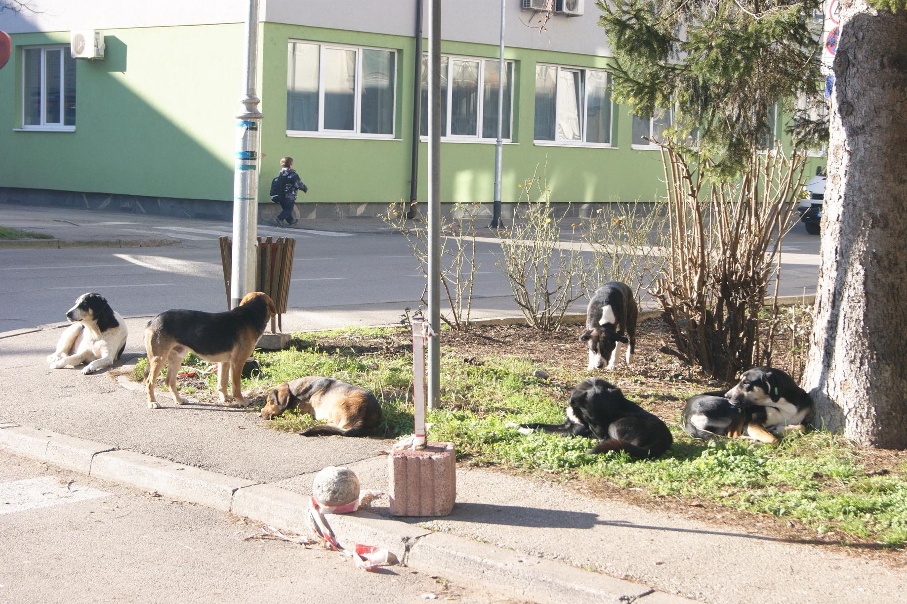 Radnici "Komrada" nakon poziva izlaze na teren i hvataju ih