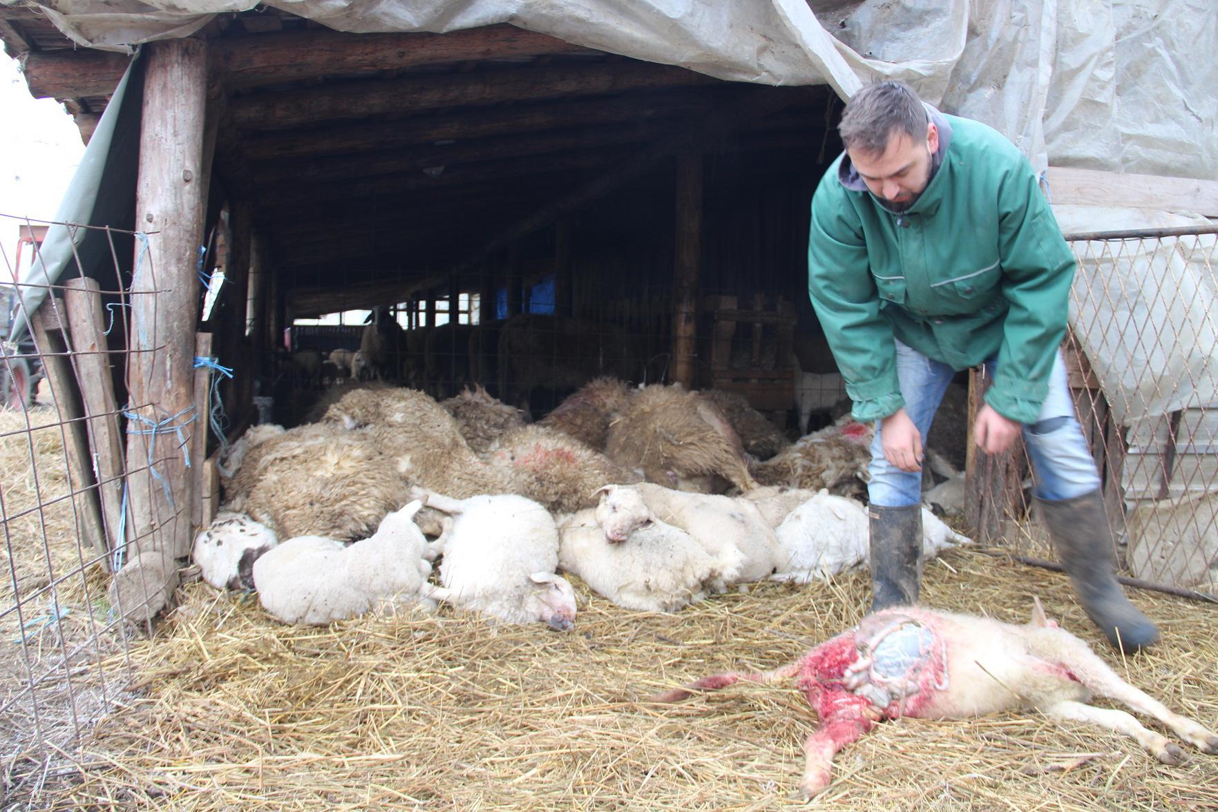 Psi lutalice počinili pokolj na imanju Željka Blagojevića: Čopor usmrtio desetak ovaca