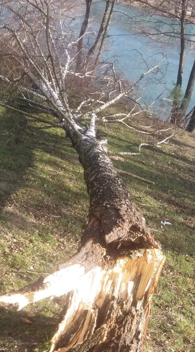 Olujni vjetar u Bihaću srušio stablo