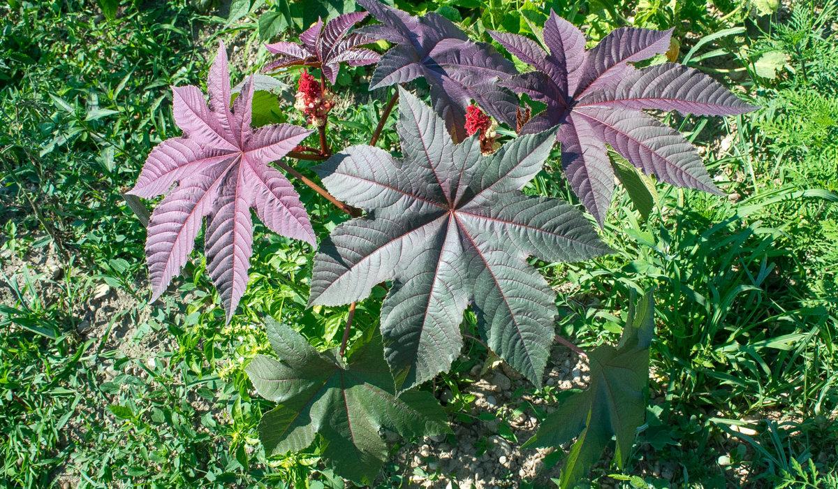 Ricinus je dobar ukoliko želite lijepe obrve