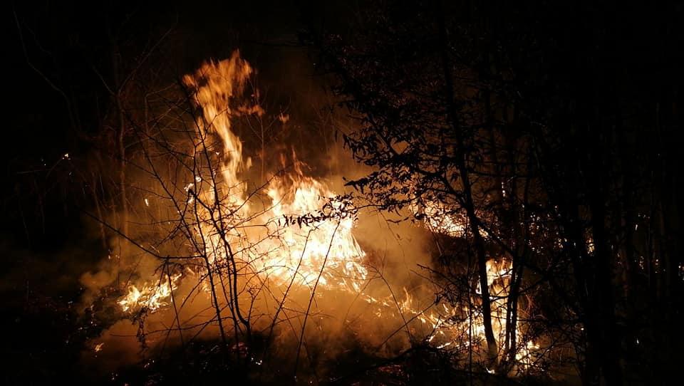 U Kamenici večeras izgorjelo 3. 500 borovih sadnica