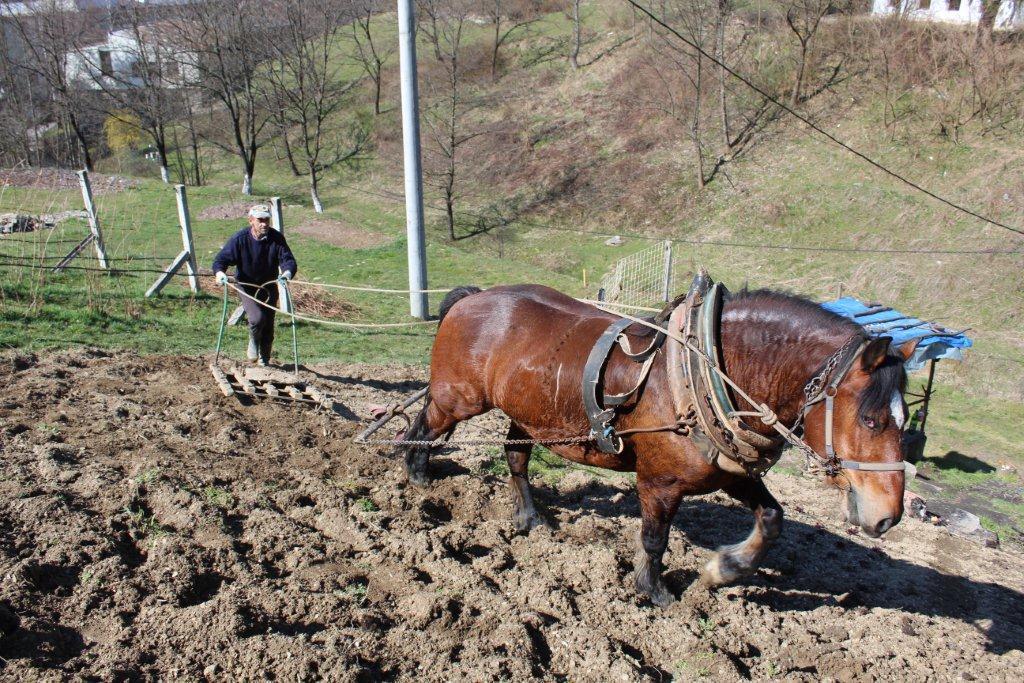 Damir upregao Cvjetka i ne brine zbog pandemije - Avaz