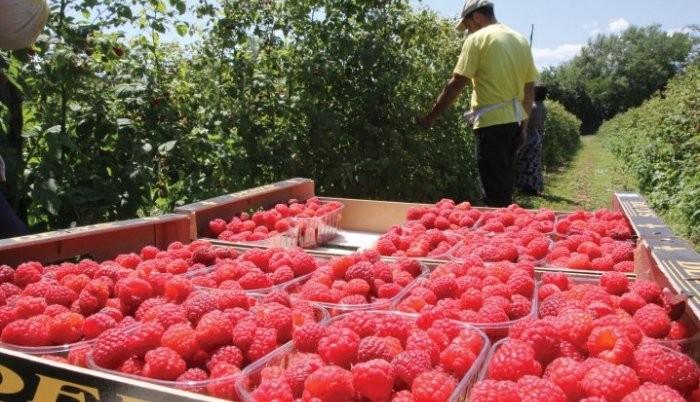 Više je opala količina izvoza nego njena vrijednost - Avaz