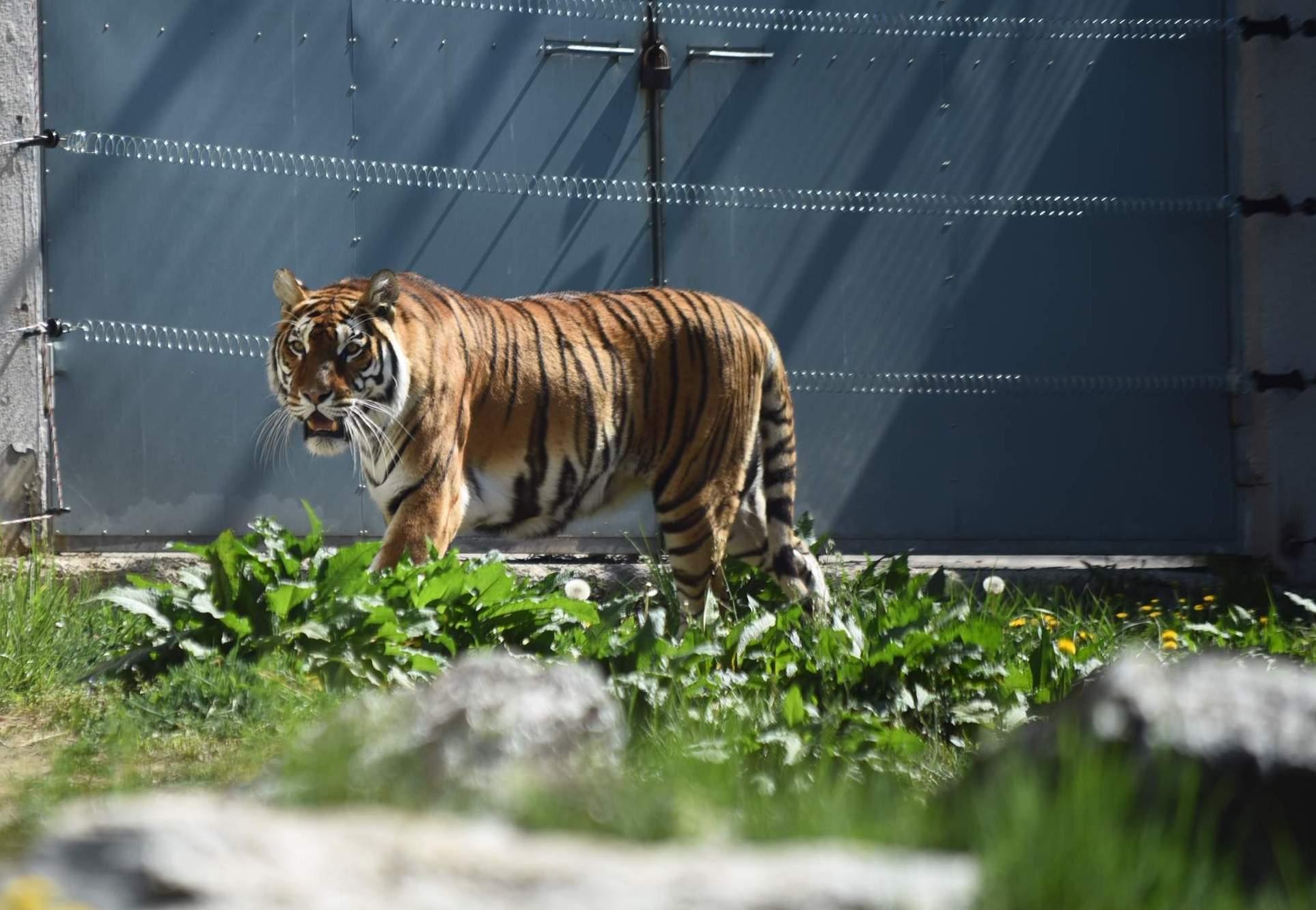 Tigar izašao na sunce - Avaz