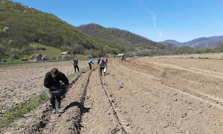 Završava se sjetva na 116 hektara vakufskog zemljišta