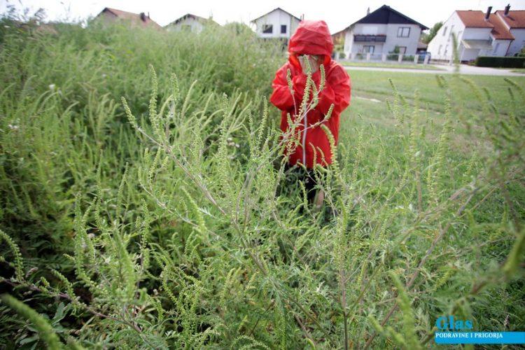 na snazi Odluka o mjerama za sprječavanje širenja i uništavanja korovske biljne vrste – Ambrosia - Avaz