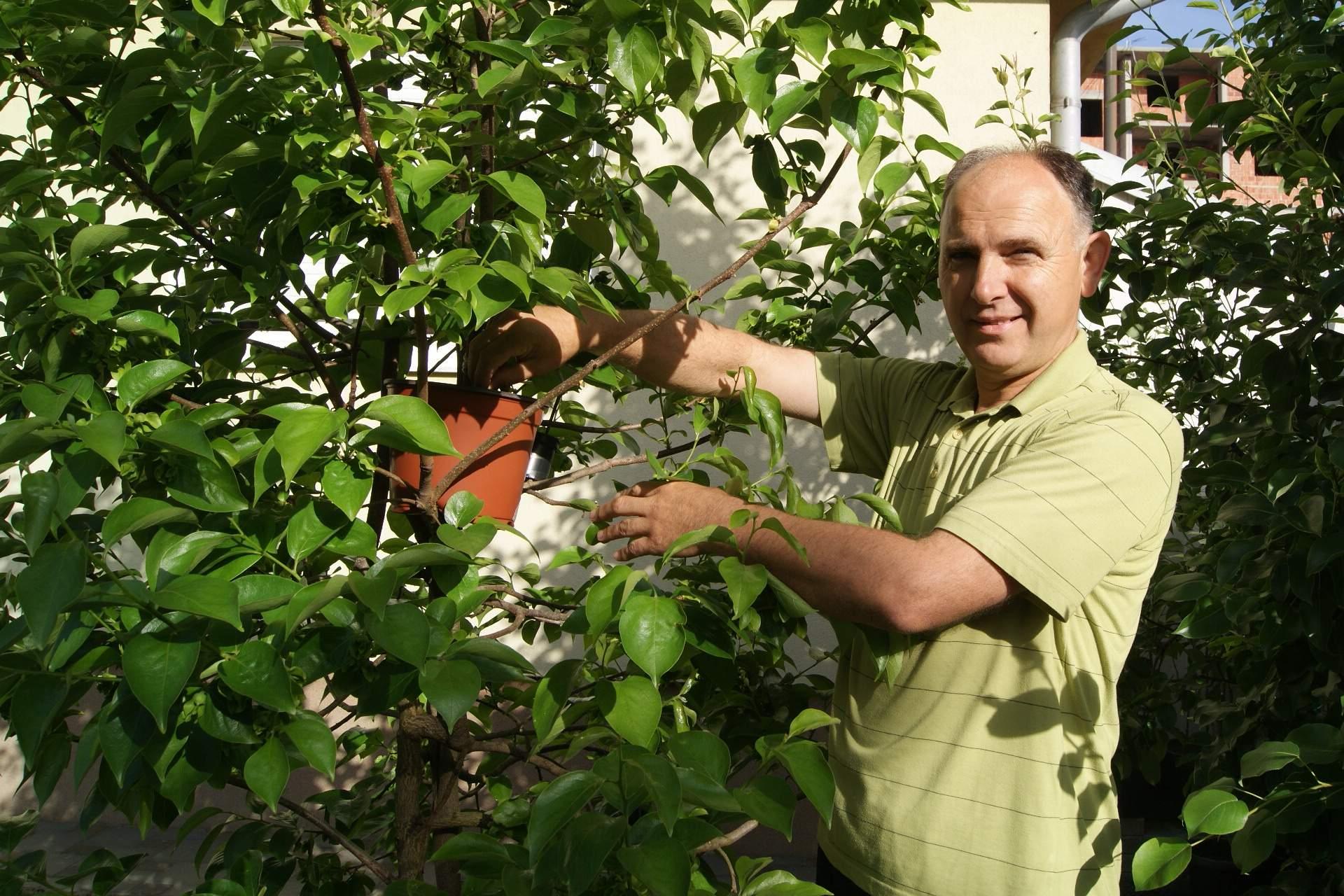 Milan pokazuje kloniranu krušku - Avaz